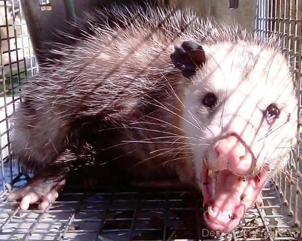 Angry Opossum Image