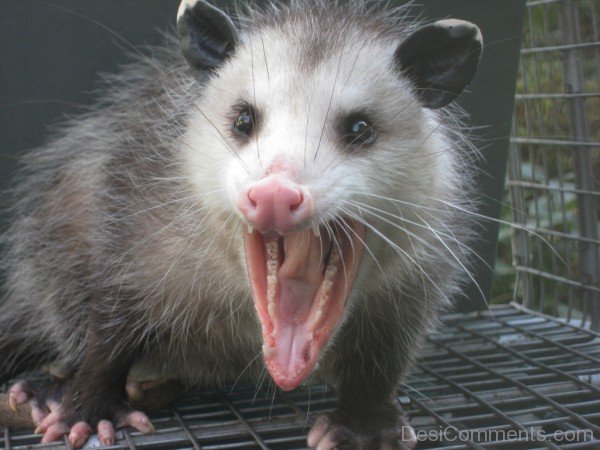 possum hiss