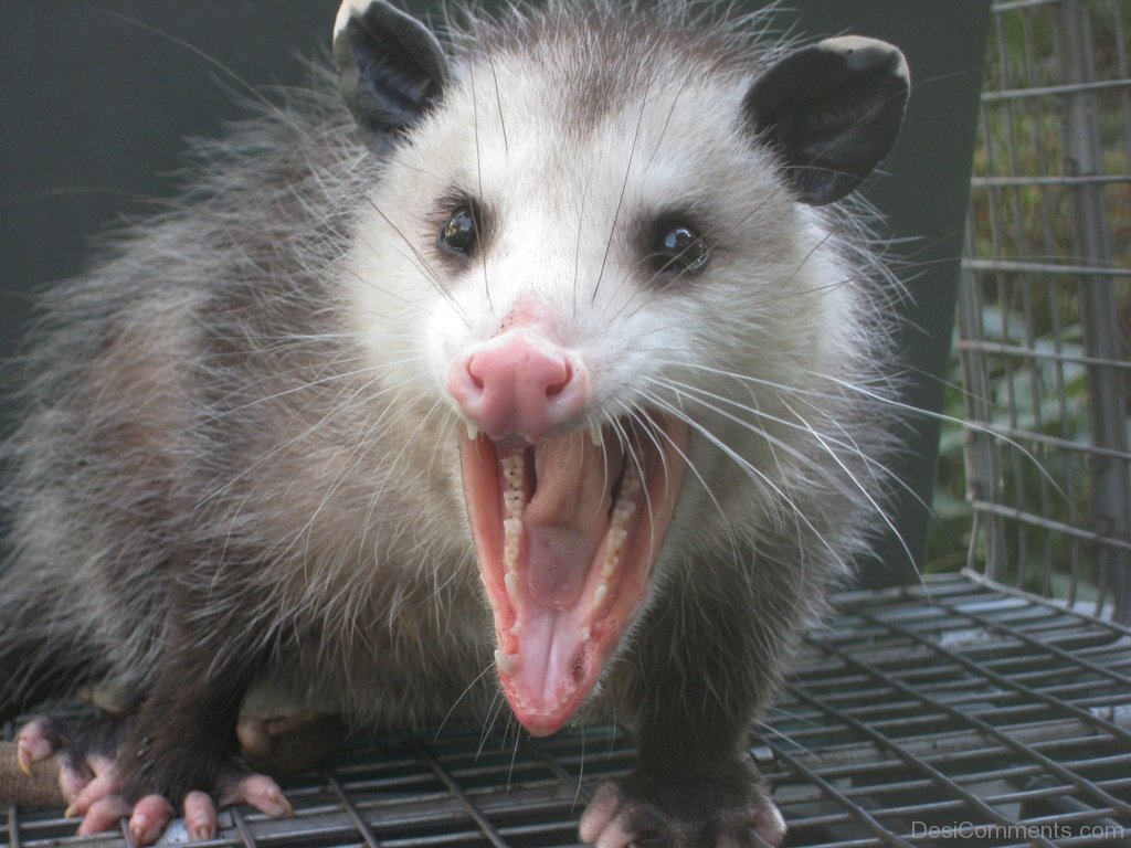 angry possum