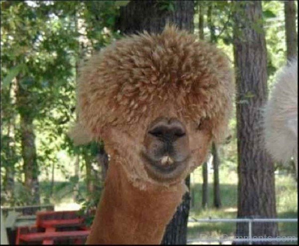 Animal Afro Hairstyle