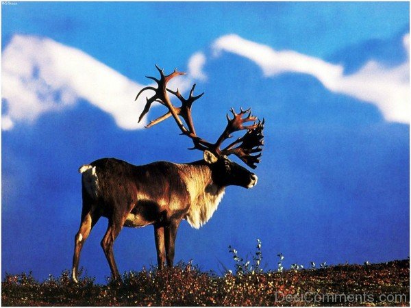 Animal Caribou