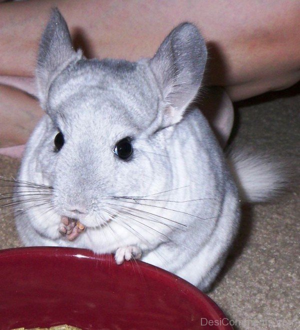 Animal Chinchilla-dc9801