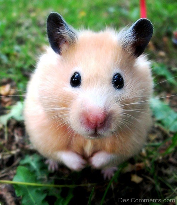 Animal Hamster