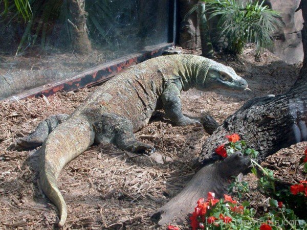 Animal Komodo Dragon In Zoo