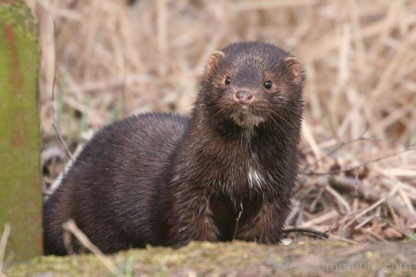 Animal Mink Image-db002