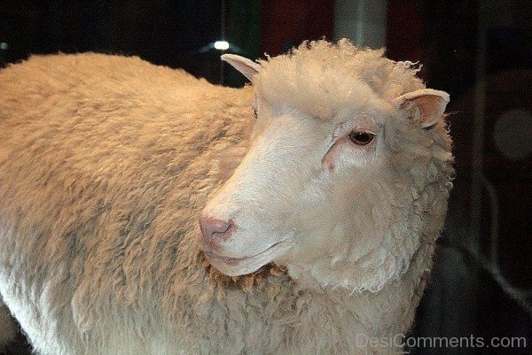 Animal Sheep Picture-DC021416