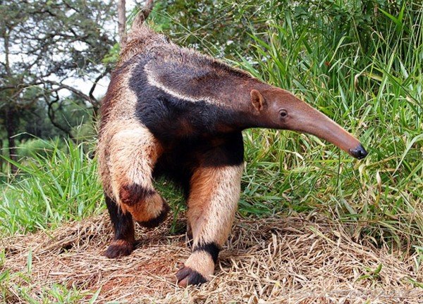 Anteater In Park