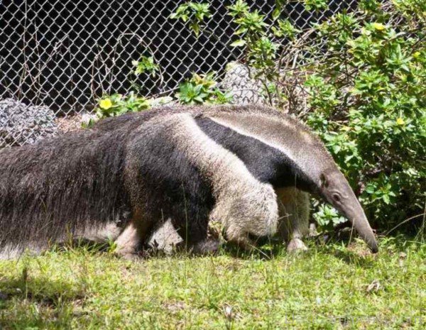 Anteater Photo