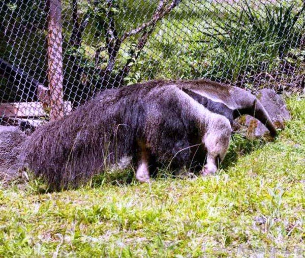 Anteater Picture-DCanimanls017