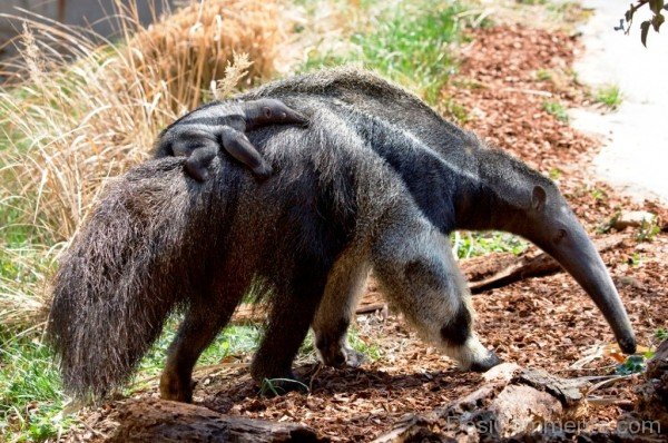 Anteater With Baby