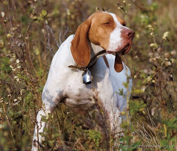 Ariege Pointer In Forest