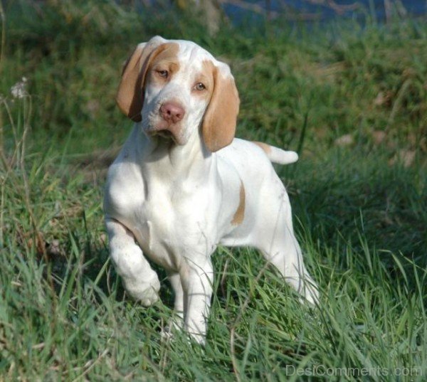 Ariege Pointer Puppy On Grass-ADB98512DC1212