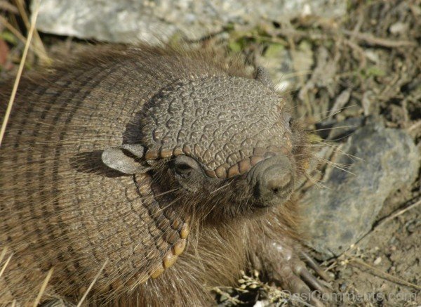 Armadillo Closeup