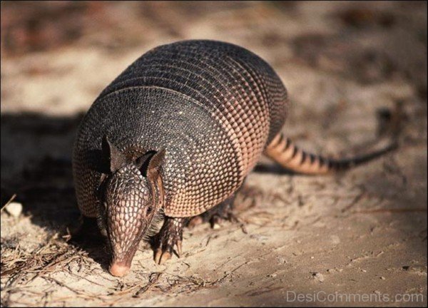 Armadillo Picture-db027