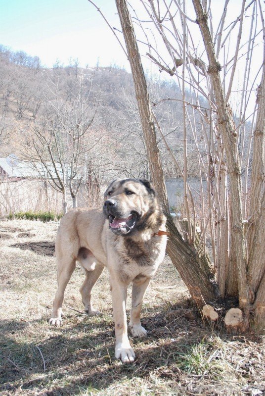 Armenian Gampr Dog In Field-ADB014521DC02121