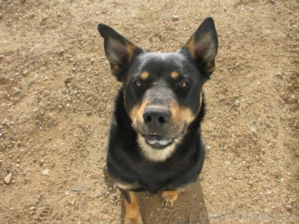 Australian Kelpie Dog Breed