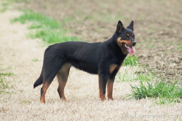 Australian Kelpie In Field