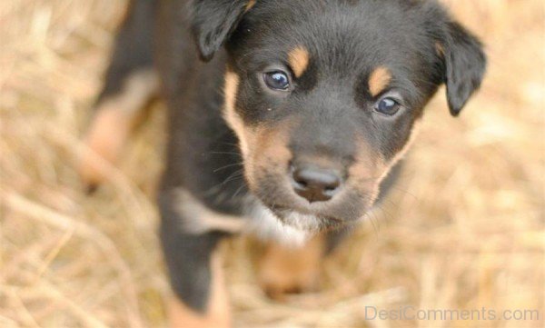 Australian Kelpie Puppies