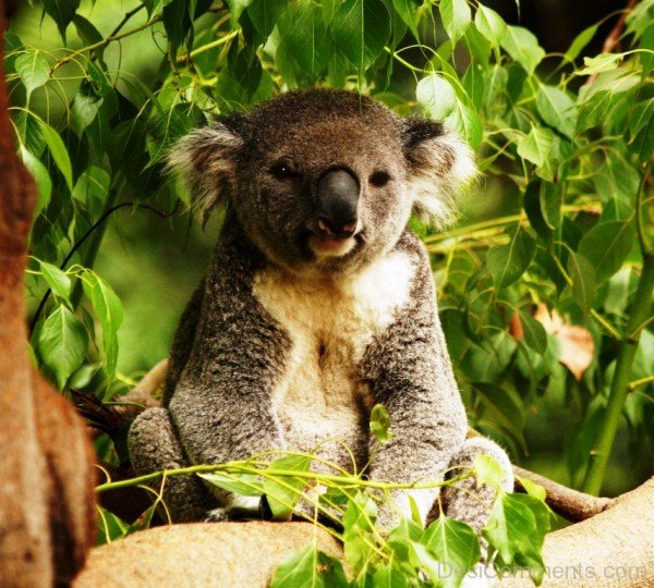 Australian Koala