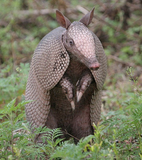 Awesome Armadillo