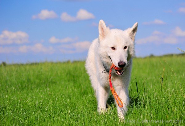 Awesome Berger Blanc Suisse-ADB96398DC90DC98