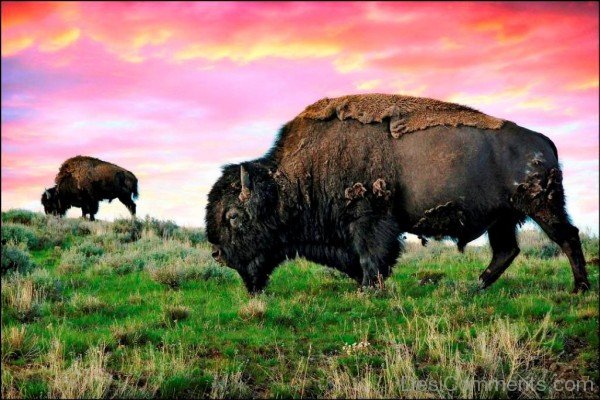 Awesome Bison-DC0206