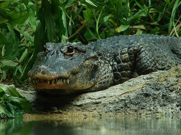 Awesome Image Of Alligator