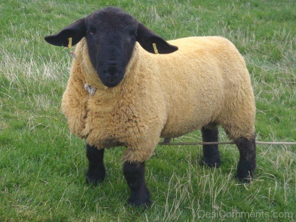 Awesome Sheep