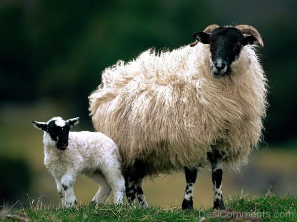 Awesome Sheeps Image