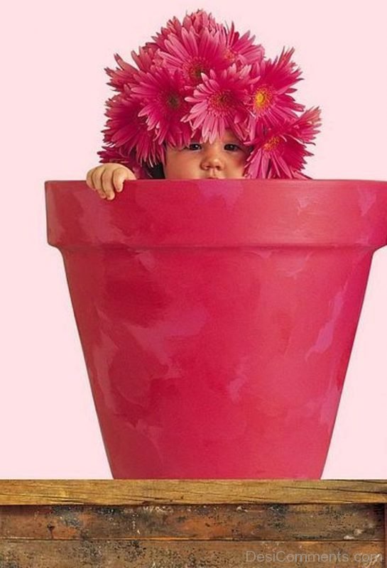 Baby Pot