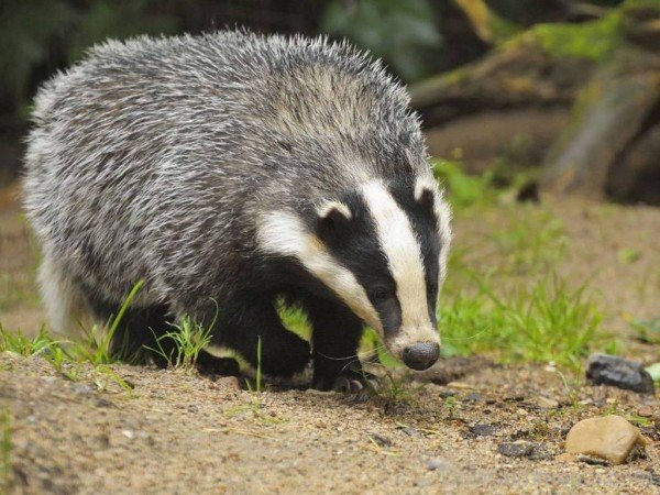 Badger Image