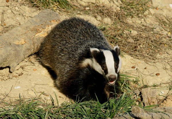 Badger Picture-db114