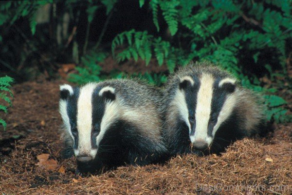 Badgers Image-db120