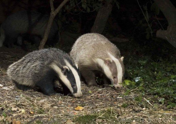 Badgers