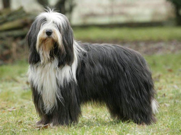 Bearded Collie Dog Breed - DesiComments.com