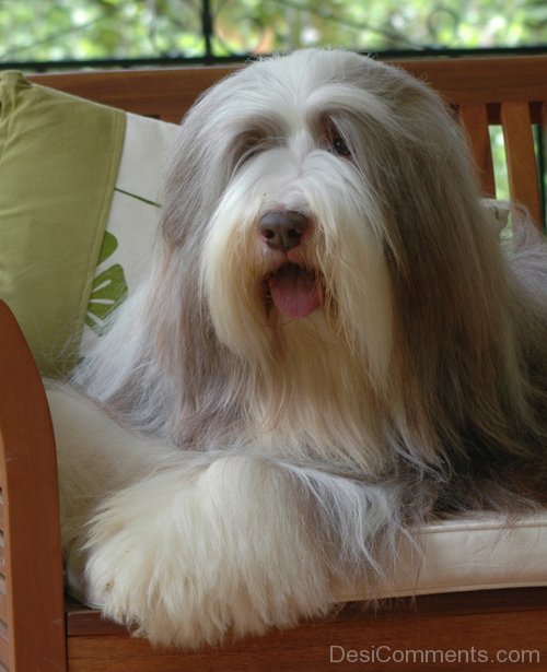 Bearded Collie Dog On Cheir