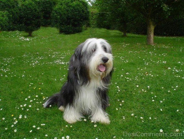 Bearded Collie Dog On Grass