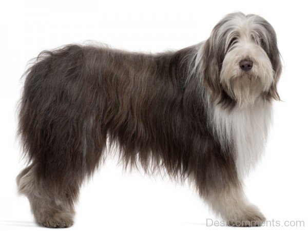 Bearded Collie Dog Photo-adb75619DC9DC19