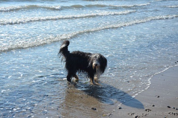 Bearded Collie On Beach-adb75649DC9DC46