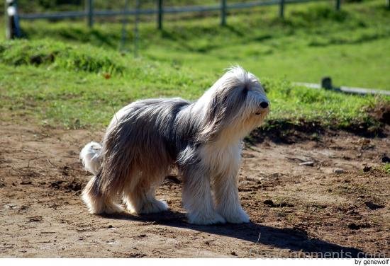 Bearded Collie On Sand