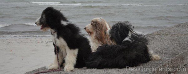 Bearded Collie On Sea-adb75615DC9DC13