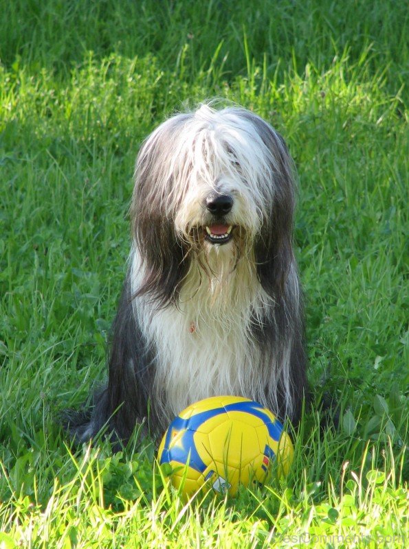 Bearded Collie Photo-adb75667DC9DC67