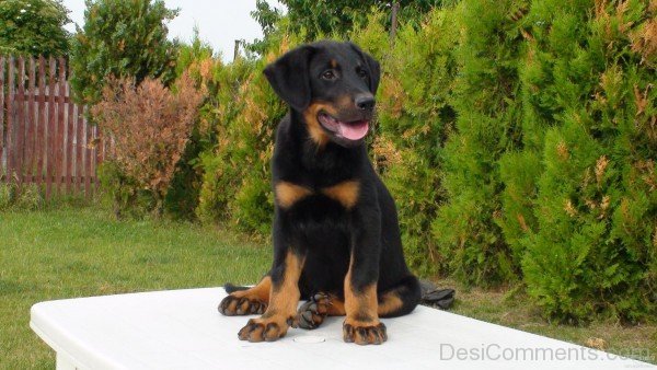 Beauce Puppy On Table