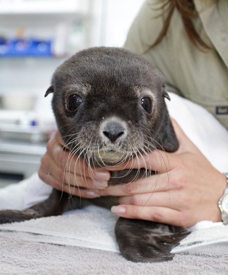 Beautiful Baby Sea Lion - Desi Comments