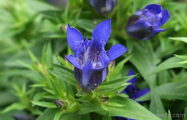 Beautiful Crested Gentian