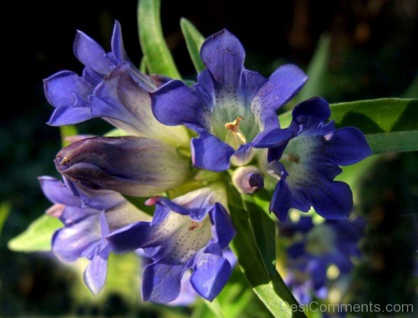 Beautiful Dahurian Gentian Flowers