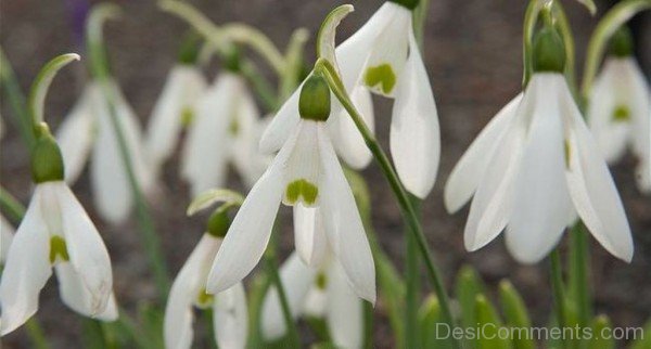 Beautiful Elwes's Snowdrop Flowers-dft503DEsi003