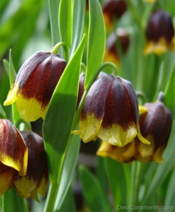 Beautiful Fritillaria Michailovskyl Flowers