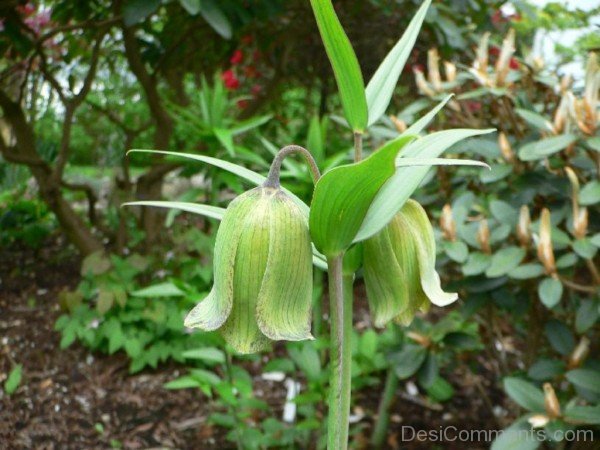 Beautiful Fritillaria Pallidiflora Flowers