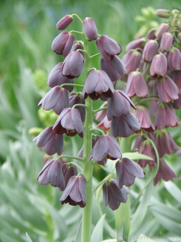 Beautiful Fritillaria Persica Flowers